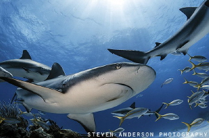 Reef Sharks move quick across the healthy reefs of the Ba... by Steven Anderson 